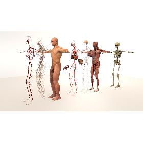 3D模型-3D model Complete Male Body Anatomy